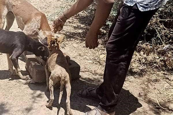 A young man feeds hungry, thirsty dogs.